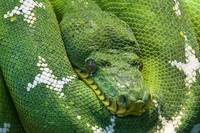 Информация за уред против змии 26