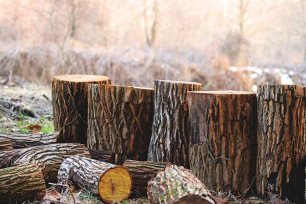 Ефектен дървен материал плевен 12