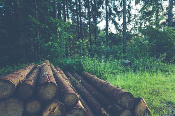 Изберете дървен материал плевен 19