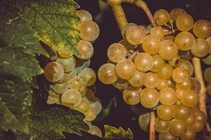 Най-добрите на пазара италиански вина в българия 12