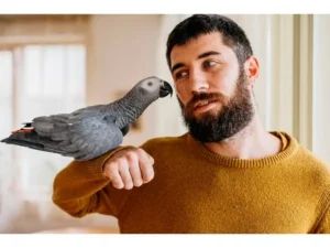 Грижи за папагал - 89793 награди Грижи за папагал - 82192 награди